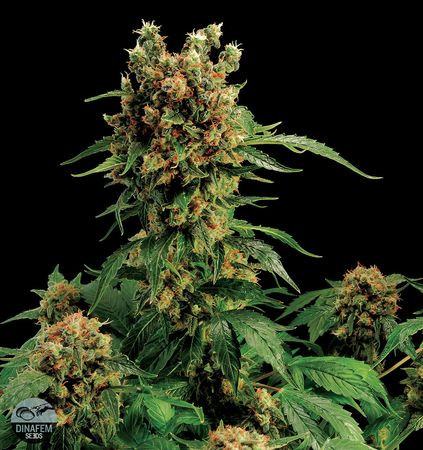 California Hash Plant - DINAFEM | TanieSianie.pl
