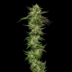 Slightly Stoopid Collie Man Kush - HUMBOLDT SEEDS COMPANY | TanieSianie.pl