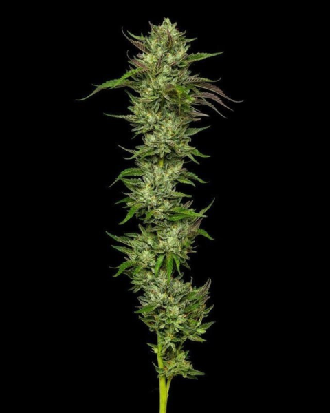 Slightly Stoopid Collie Man Kush - HUMBOLDT SEEDS COMPANY | TanieSianie.pl