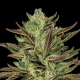 Slightly Stoopid Collie Man Kush - HUMBOLDT SEEDS COMPANY | TanieSianie.pl