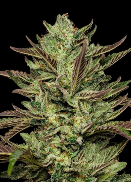 Slightly Stoopid Collie Man Kush - HUMBOLDT SEEDS COMPANY | TanieSianie.pl