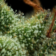 Slightly Stoopid Collie Man Kush - HUMBOLDT SEEDS COMPANY | TanieSianie.pl