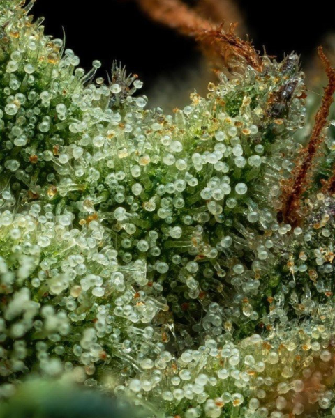 Slightly Stoopid Collie Man Kush - HUMBOLDT SEEDS COMPANY | TanieSianie.pl