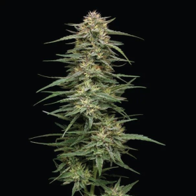 Raspberry Parfait - HUMBOLDT SEEDS COMPANY | TanieSianie.pl