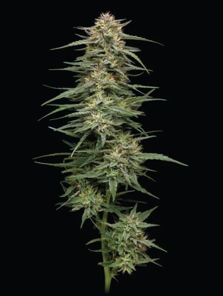 Raspberry Parfait - HUMBOLDT SEEDS COMPANY | TanieSianie.pl