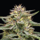 Raspberry Parfait - HUMBOLDT SEEDS COMPANY | TanieSianie.pl