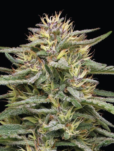 Raspberry Parfait - HUMBOLDT SEEDS COMPANY | TanieSianie.pl