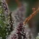Raspberry Parfait - HUMBOLDT SEEDS COMPANY | TanieSianie.pl