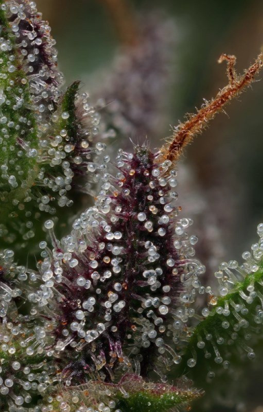 Raspberry Parfait - HUMBOLDT SEEDS COMPANY | TanieSianie.pl