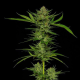 Slightly Stoopid Fruits - HUMBOLDT SEEDS COMPANY | TanieSianie.pl