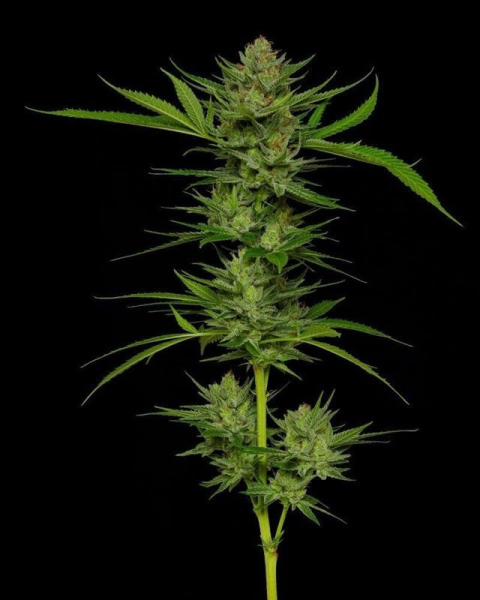 Slightly Stoopid Fruits - HUMBOLDT SEEDS COMPANY | TanieSianie.pl