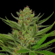 Slightly Stoopid Fruits - HUMBOLDT SEEDS COMPANY | TanieSianie.pl