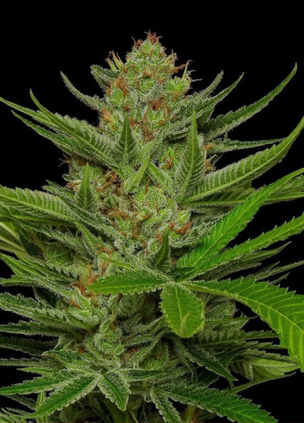 Slightly Stoopid Fruits - HUMBOLDT SEEDS COMPANY | TanieSianie.pl