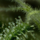 Slightly Stoopid Fruits - HUMBOLDT SEEDS COMPANY | TanieSianie.pl