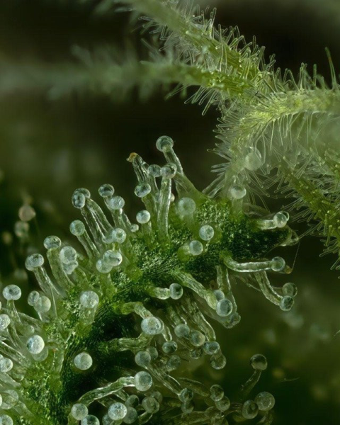 Slightly Stoopid Fruits - HUMBOLDT SEEDS COMPANY | TanieSianie.pl