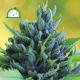 Humboldt Dream Auto - HUMBOLDT SEEDS COMPANY | TanieSianie.pl