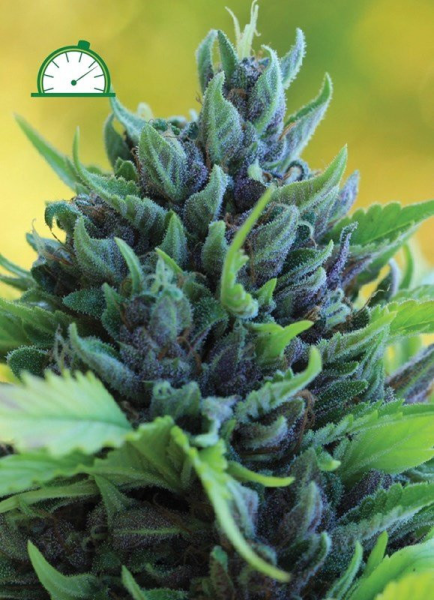 Humboldt Dream Auto - HUMBOLDT SEEDS COMPANY | TanieSianie.pl