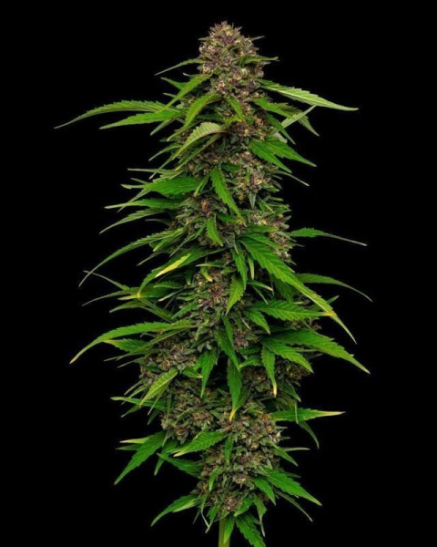 Squirt Auto - HUMBOLDT SEEDS COMPANY | TanieSianie.pl