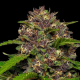 Squirt Auto - HUMBOLDT SEEDS COMPANY | TanieSianie.pl