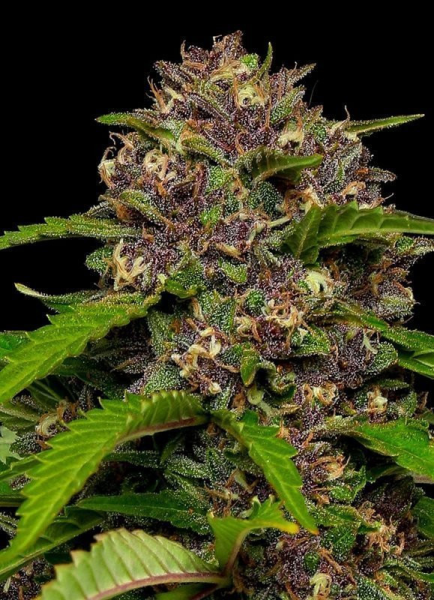 Squirt Auto - HUMBOLDT SEEDS COMPANY | TanieSianie.pl