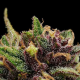 Squirt Auto - HUMBOLDT SEEDS COMPANY | TanieSianie.pl