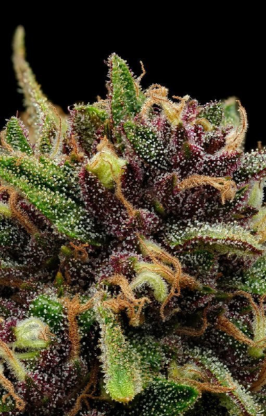 Squirt Auto - HUMBOLDT SEEDS COMPANY | TanieSianie.pl
