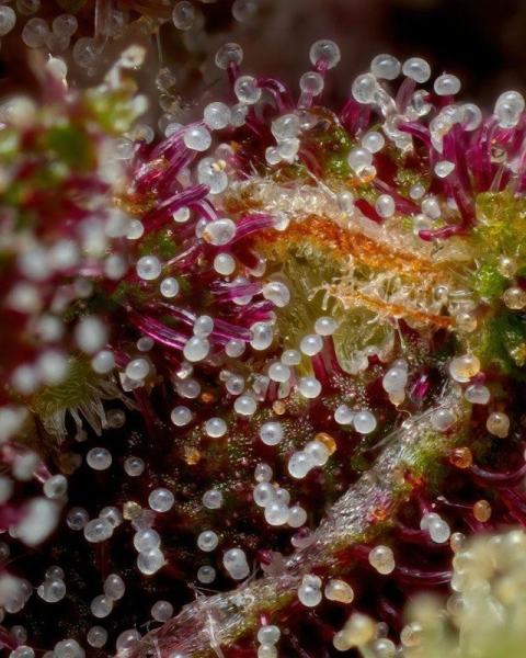 Squirt Auto - HUMBOLDT SEEDS COMPANY | TanieSianie.pl