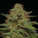Strawberry Cheesecake Auto - HUMBOLDT SEEDS COMPANY | TanieSianie.pl