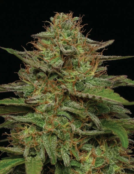 Strawberry Cheesecake Auto - HUMBOLDT SEEDS COMPANY | TanieSianie.pl