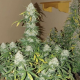 Boss Hogg Auto - THE CALI CONNECTION | TanieSianie.pl