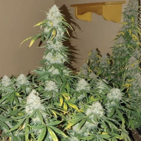 Boss Hogg Auto - THE CALI CONNECTION | TanieSianie.pl