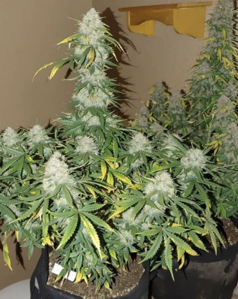 Boss Hogg Auto - THE CALI CONNECTION | TanieSianie.pl