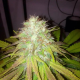 Boss Hogg Auto - THE CALI CONNECTION | TanieSianie.pl