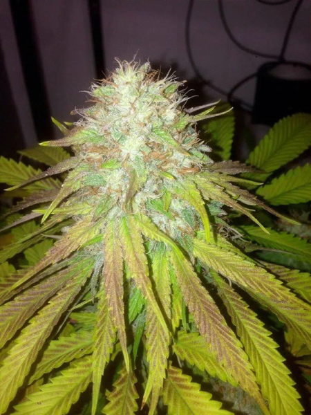 Boss Hogg Auto - THE CALI CONNECTION | TanieSianie.pl