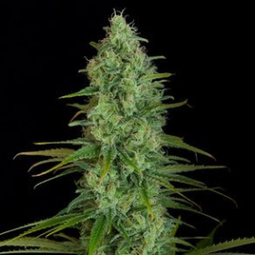 Critical Jack - DINAFEM | TanieSianie.pl