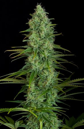 Critical Jack - DINAFEM | TanieSianie.pl