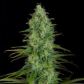 Critical Jack - DINAFEM