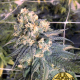 Mint Milano - THE CALI CONNECTION | TanieSianie.pl