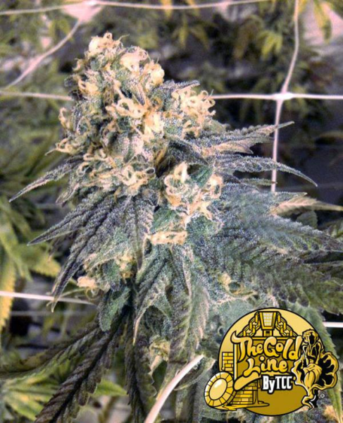 Mint Milano - THE CALI CONNECTION | TanieSianie.pl
