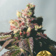 Passion Berry - THE CALI CONNECTION | TanieSianie.pl