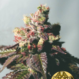 Passion Berry - THE CALI CONNECTION | TanieSianie.pl