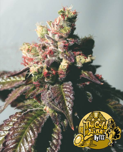 Passion Berry - THE CALI CONNECTION | TanieSianie.pl