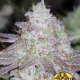 Passion Berry - THE CALI CONNECTION | TanieSianie.pl