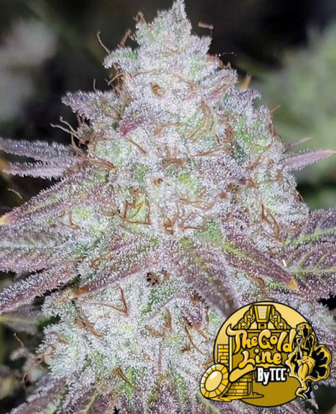 Passion Berry - THE CALI CONNECTION | TanieSianie.pl