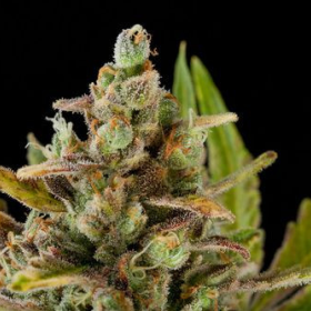 Critical Kush - DINAFEM | TanieSianie.pl