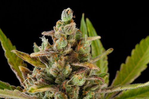 Critical Kush - DINAFEM | TanieSianie.pl
