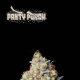 Panty Punch Auto - SEED STOCKERS | TanieSianie.pl