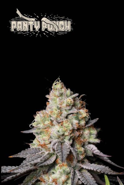 Panty Punch Auto - SEED STOCKERS | TanieSianie.pl