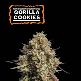 Gorilla Cookies Auto - SEED STOCKERS | TanieSianie.pl