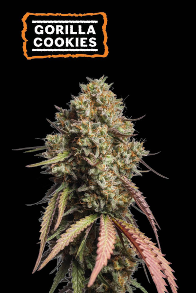 Gorilla Cookies Auto - SEED STOCKERS | TanieSianie.pl